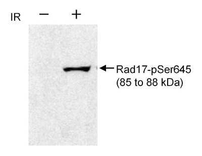 <b>Biological Strategies Validation. </b>Western Blot: Rad17 [p Ser645] Antibody [NB100-273] - Whole cell  lysate (50 ug) from HeLa cells before (-) or after (+) treatment with 10 Gy ionizing radiation. Antibody used at 1 ug/ml.